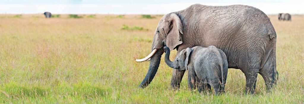 Family safari in Kenya and tanzania