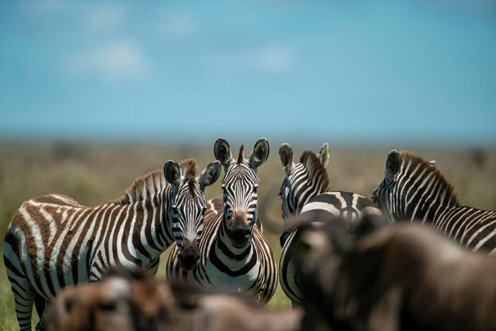 africa travel packages